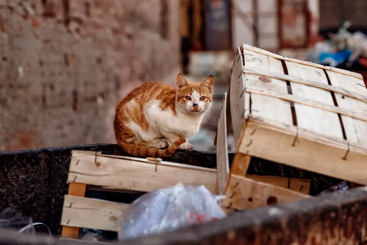 How Does SPCA Deal with Stray and Sick Animals