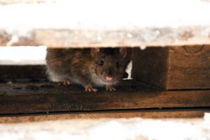 How to Get Rid of Rats in Roof