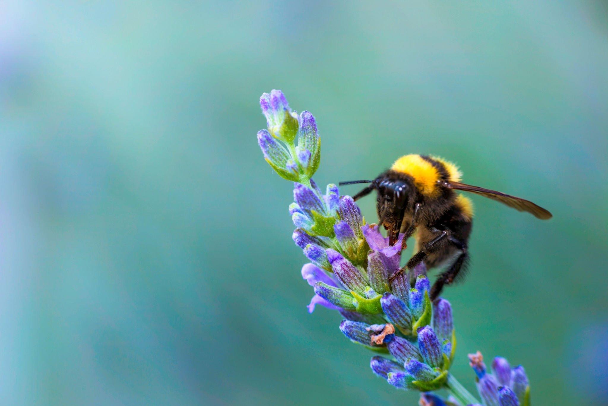 what-do-bees-symbolize-in-african-culture-beauty-lifestyle