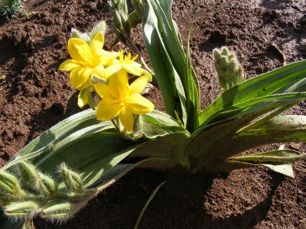 African Potato Benefits