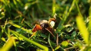 How to Get Rid of Mole Crickets in South Africa