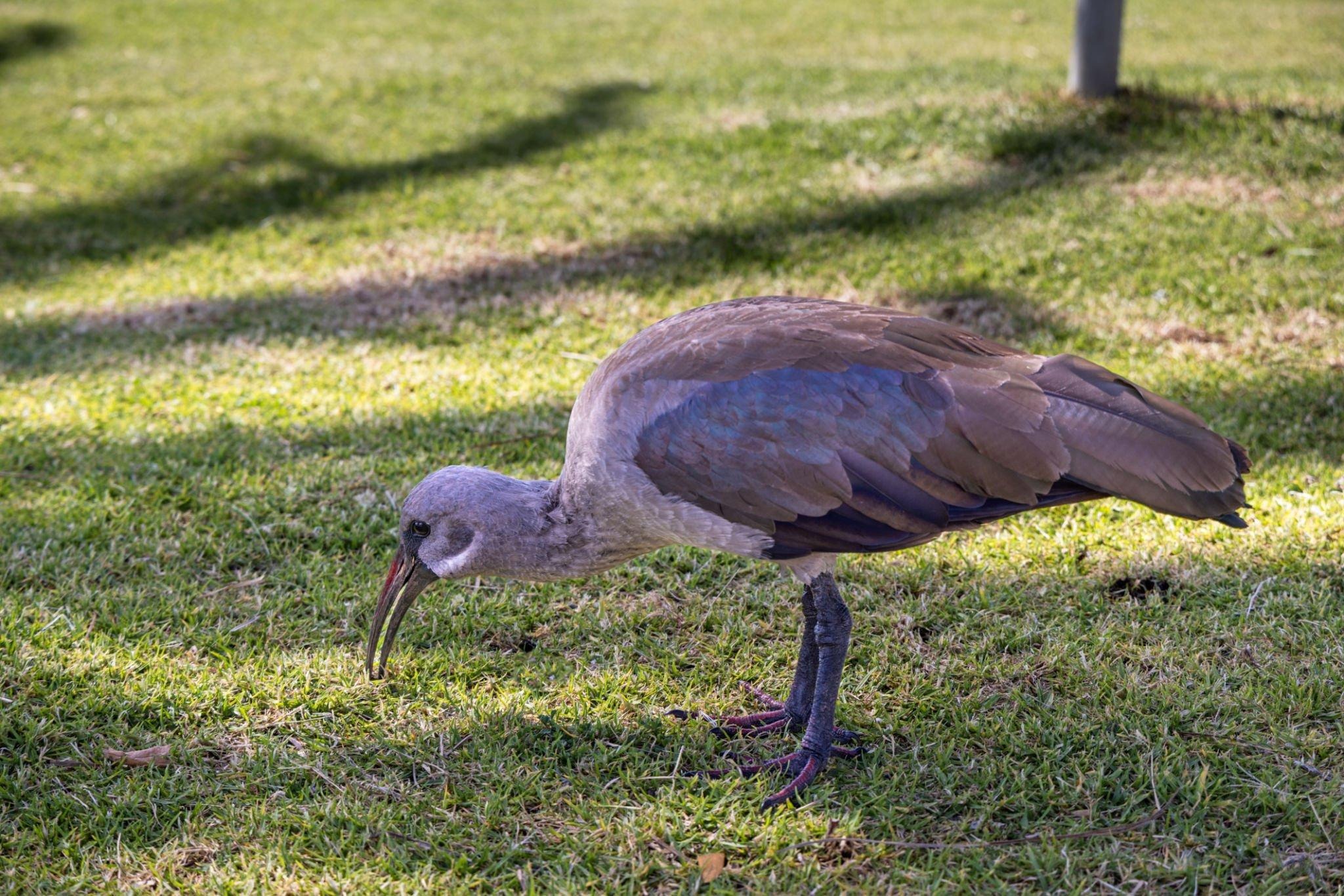 How To Get Rid of Hadeda Birds