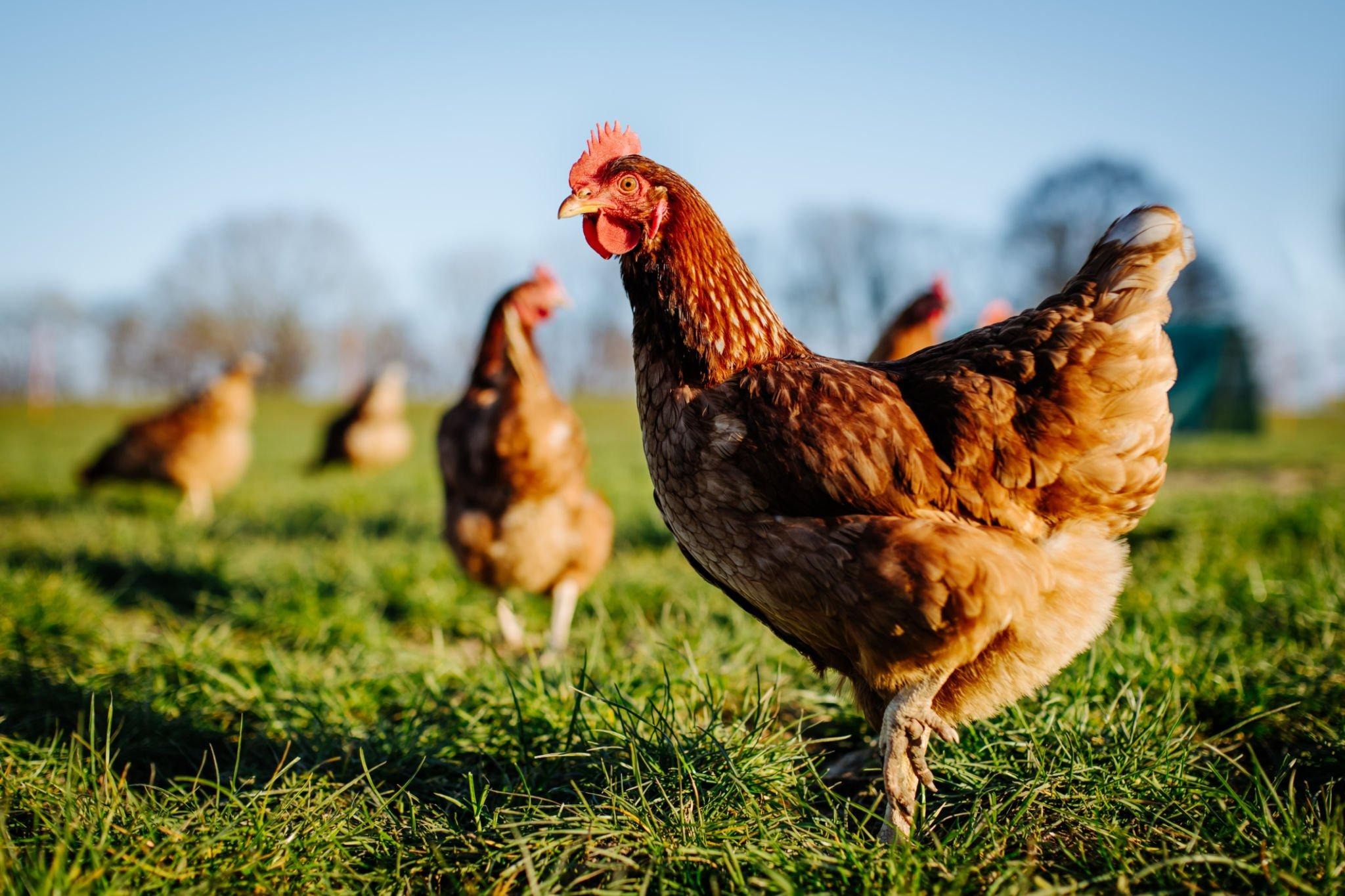 Poultry Farming