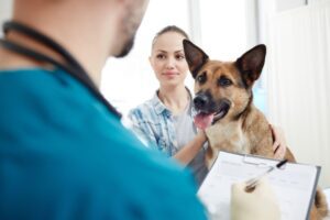 Pet Insurance that Covers Dental