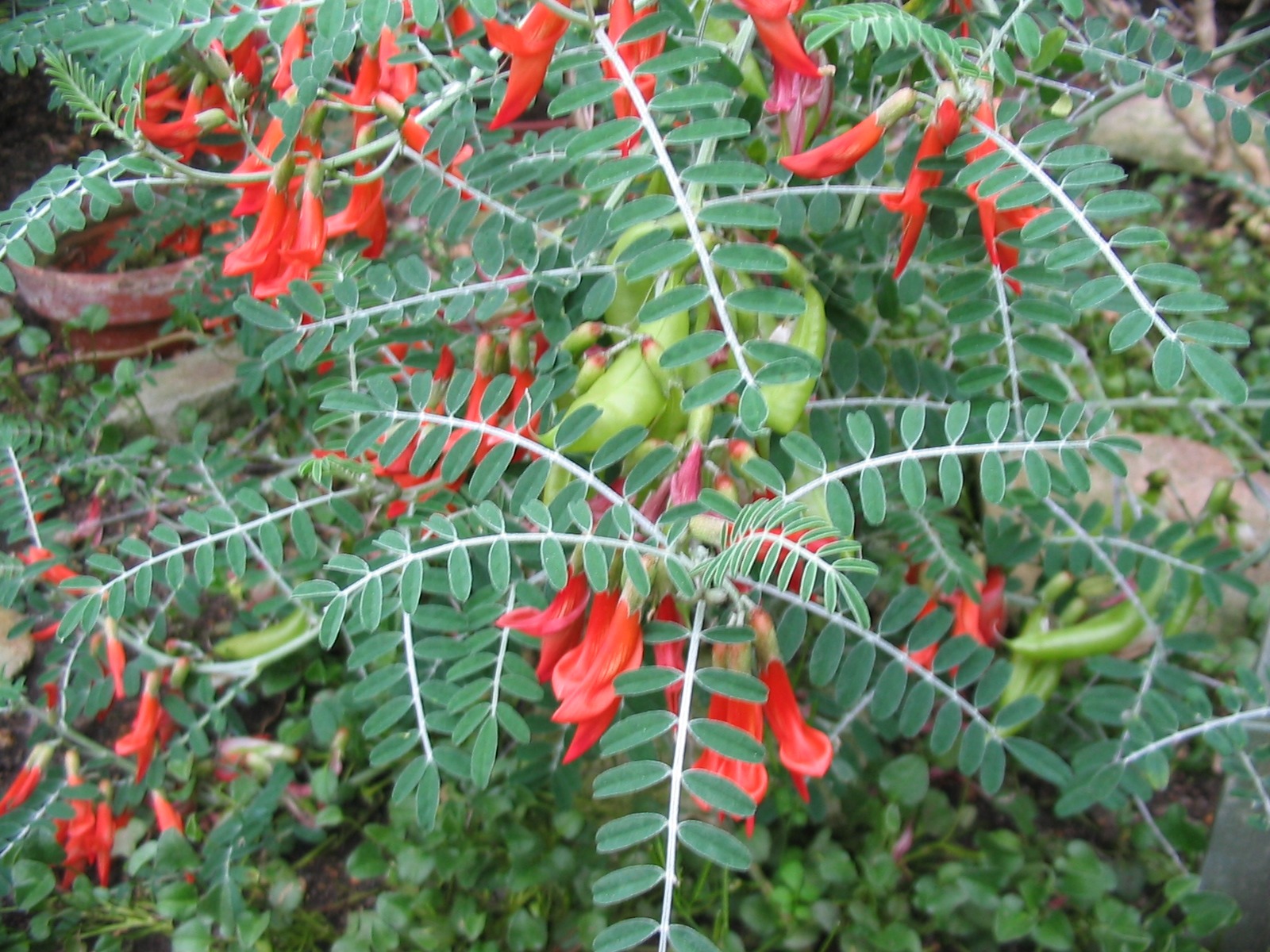 Cancer Bush Tea Benefits