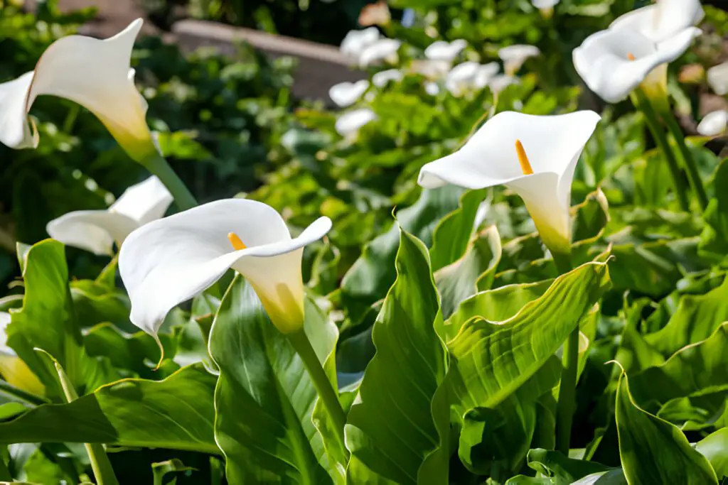 Arum Lily Guide on Caring and Growing Beauty & Lifestyle