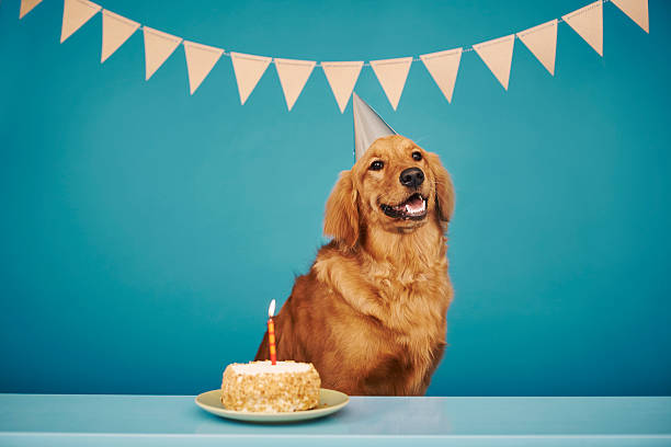 peanut butter carrot cake for dogs